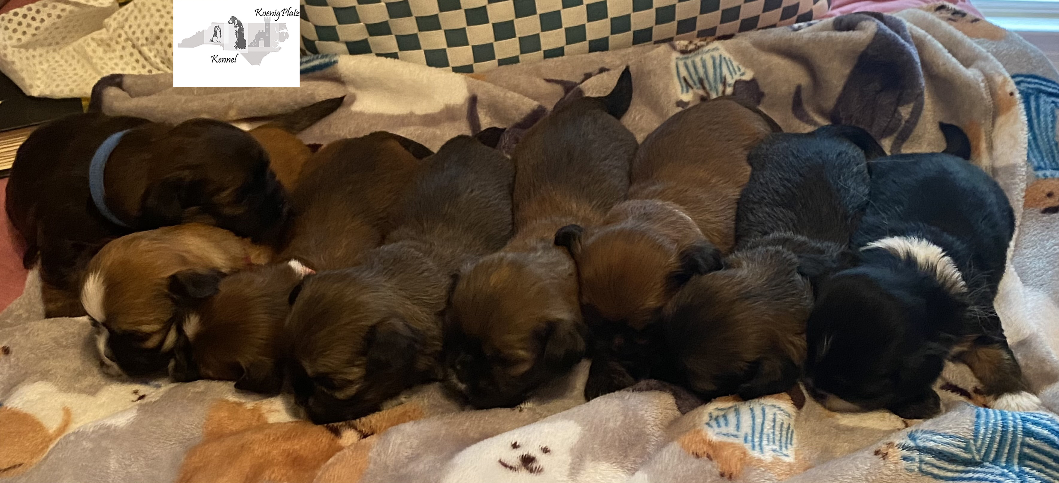Lhasa Apso Puppies